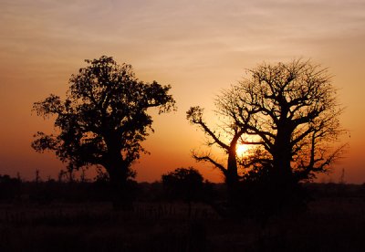 Baobab sunset, Senegal
