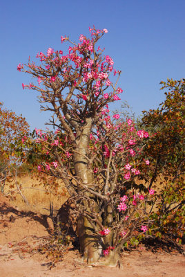 SenegalNov06 866.jpg