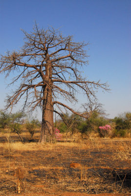 Senegal