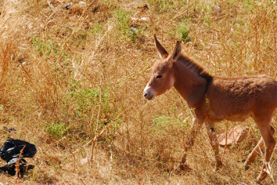 Baby donkey, Senegal