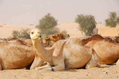 Camels resting on the edge of the Sahara, Timbuktu