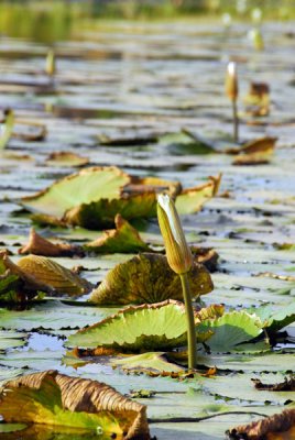 Lily pads, Dogon country