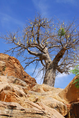 Baobab, Tereli