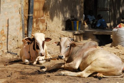Cows tied up outside a house, Mopti