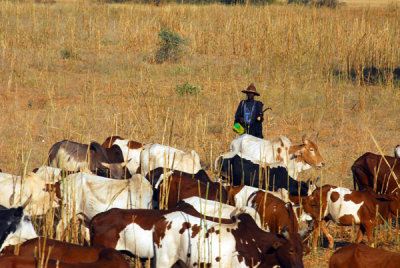 Man herding cattle, Central Mali