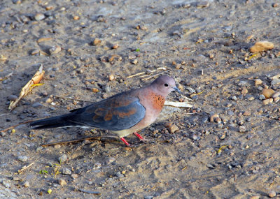 Laughing Dove, Mali