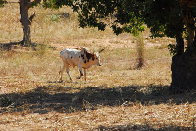 Beef on hoof, Mali
