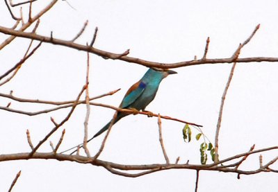 European Roller, Western Mali