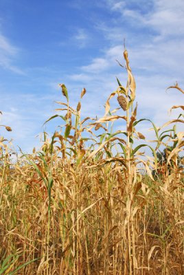 Millet plants look similar to corn