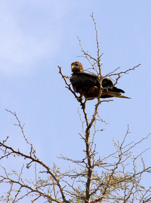 MaliNov06 2702.jpg