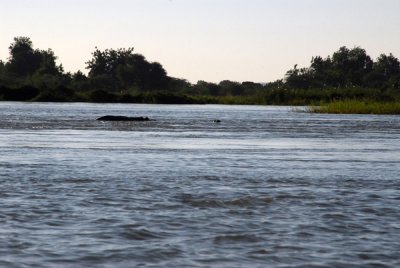Our paddlemen wisely kept their distance from the hippos