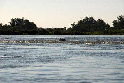 Hippo in the Niger River