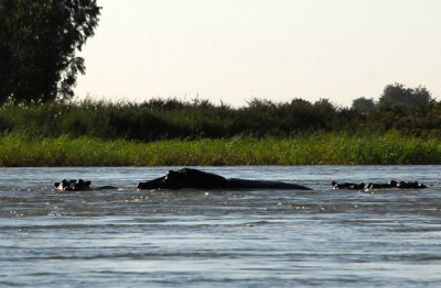 Hippos, Niger River near Ayorou, Niger