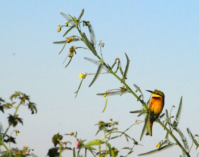 Little Bee-eater, Niger