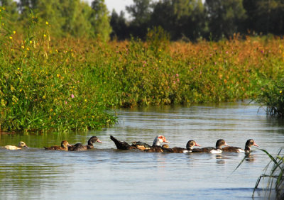 Ducks, Niger