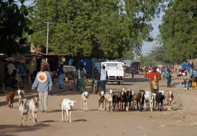 Herd of goats, Niamey, Niger