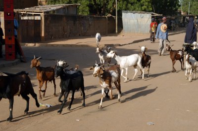 Goats in Niamey