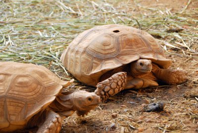 Tortoise, Niger National Museum zoo