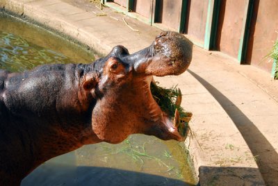Hippo feeding time, Niger National Museum