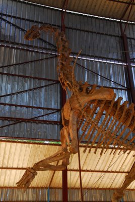 Dinosaur, Musée Nationale du Niger