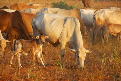Herd of cattle with a young calf, SW Niger