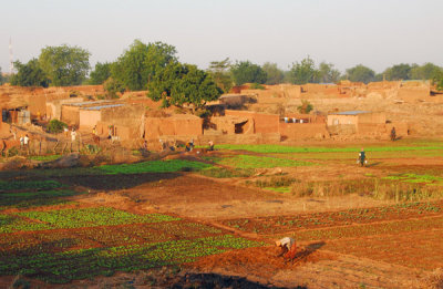 Tending crops by a village near Gaya, Niger