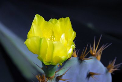 Flower of the Prickly Pear cactus, Grand Popo, Benin