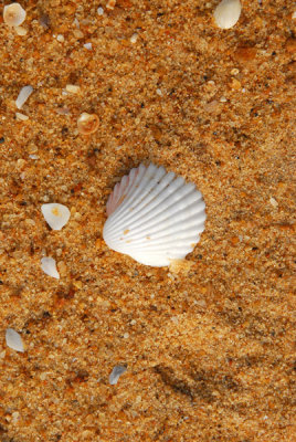 Seashell, Grand Popo, Benin