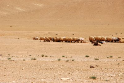 A herd of sheep in the desert, Syria