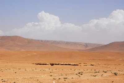 Sheep in the middle of nowhere, Syria
