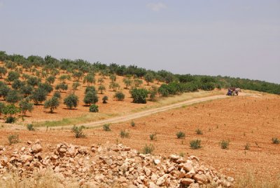 Olive orchards, Syria