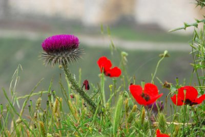 Wildflowers near the Krak des Chevaliers