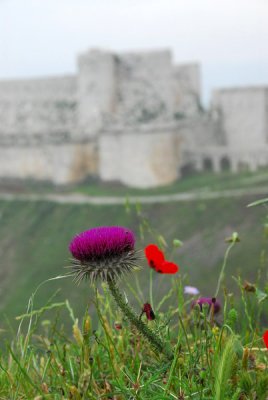 Flowers and the Krak