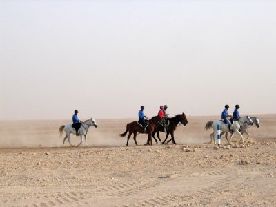 Arabian horses in the desert near Dubai Endurance City