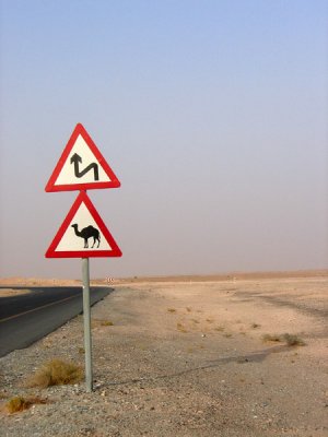 Camel Crossing, UAE