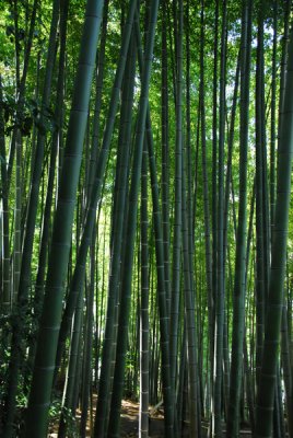 Bamboo grove, Kodai-ji Temple, Kyoto