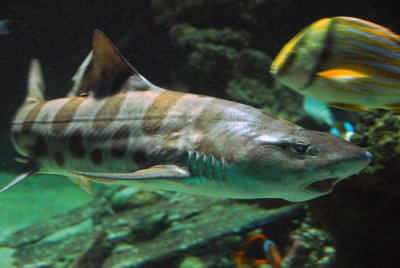 Shark, Monaco aquarium