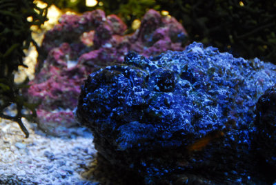 Stonefish - Synanceia verrucosa