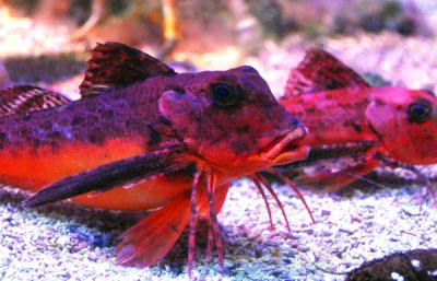Odd walking fish