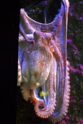 Octopus