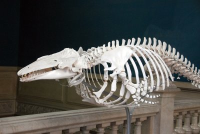 Whale skeleton, Monaco Oceanographic Museum