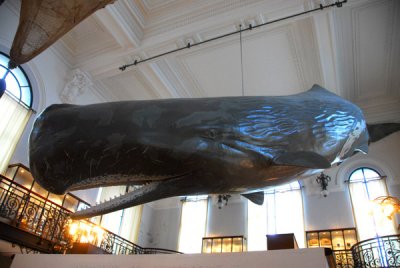 Sperm whale, Monaco Oceanographic Museum