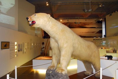 Polar bear, Monaco Oceanographic Museum