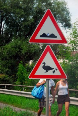 Duck Crossing, Schleswig-Holstein