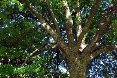 Royal Botanic Gardens, Melbourne
