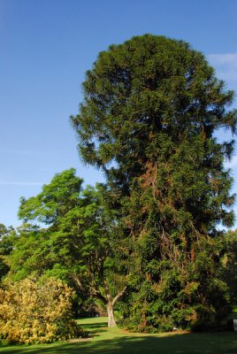 Bunya Bunya (Araucaria bidwillii) Royal Botanic Gardens, 1875