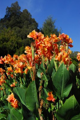 Canna Bed, Royal Botanic Gardens