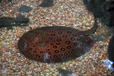 Freshwater Spotted Stingray (Potamotrygon motoro) Singapore Zoo