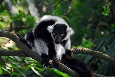 SingaporeZooFeb07 279.jpg