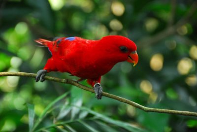 SingaporeZooFeb07 299.jpg